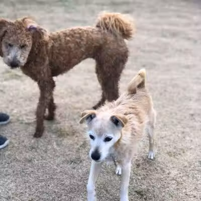 Dog Park - Globe, AZ