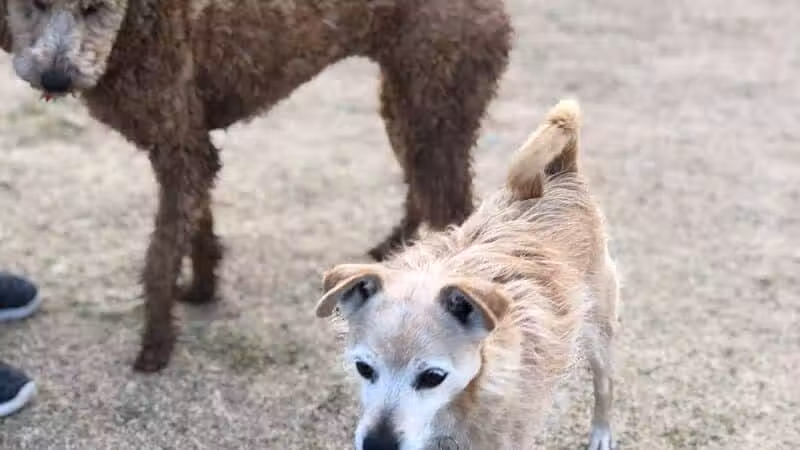 Dog Park - Globe, AZ