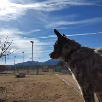 K-9 Mine Bark Park - Globe, AZ