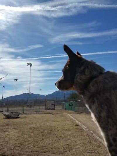 K-9 Mine Bark Park - Globe, AZ