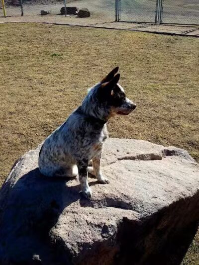 K-9 Mine Bark Park - Globe, AZ