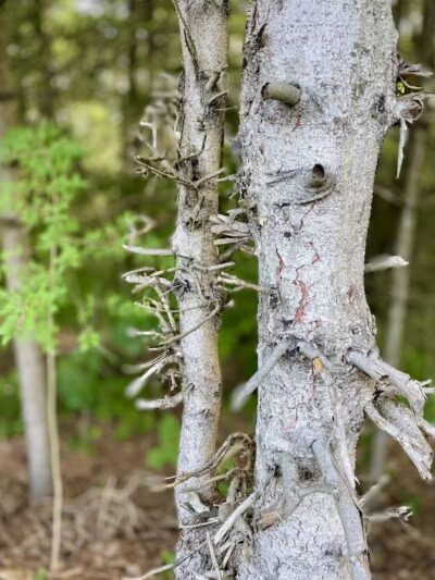 Myers park - Gloversville, NY