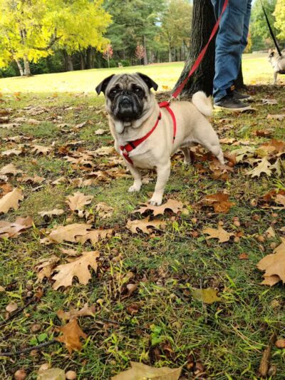 Myers park - Gloversville, NY