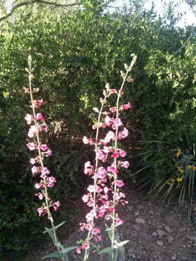 Dinosaur Park - Gold Canyon, AZ