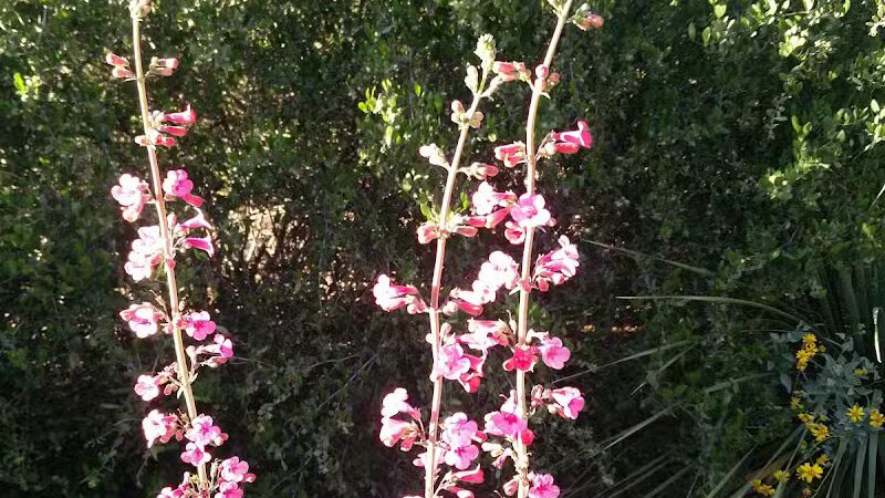 Dinosaur Park - Gold Canyon, AZ