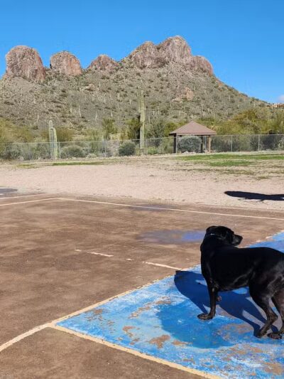 Dinosaur Park - Gold Canyon, AZ