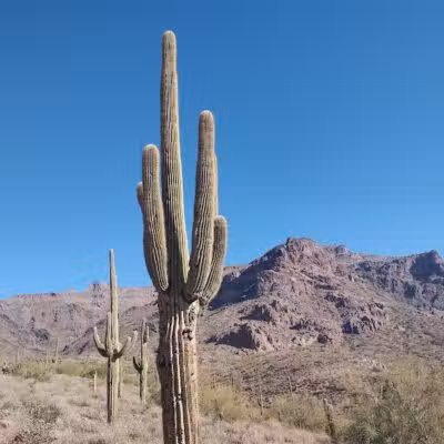 Hieroglyphic Trailhead - Gold Canyon, AZ