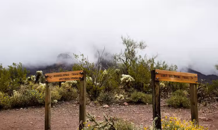 Lost Goldmine Trailhead and Cougar loop - Gold Canyon, AZ