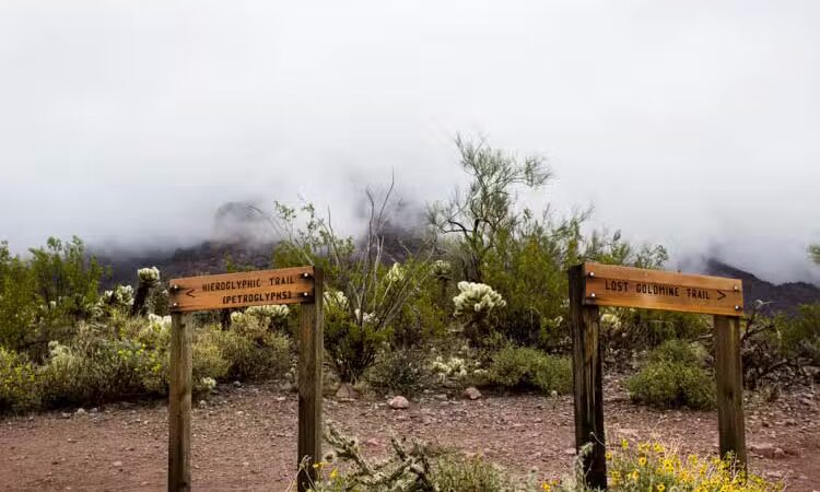 Lost Goldmine Trailhead and Cougar loop - Gold Canyon, AZ