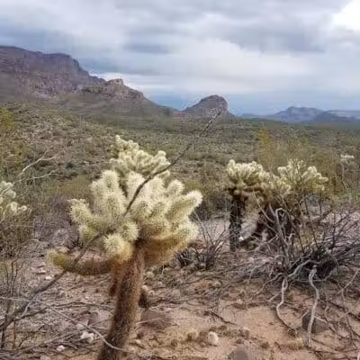 Lost Goldmine Trailhead and Cougar loop - Gold Canyon, AZ