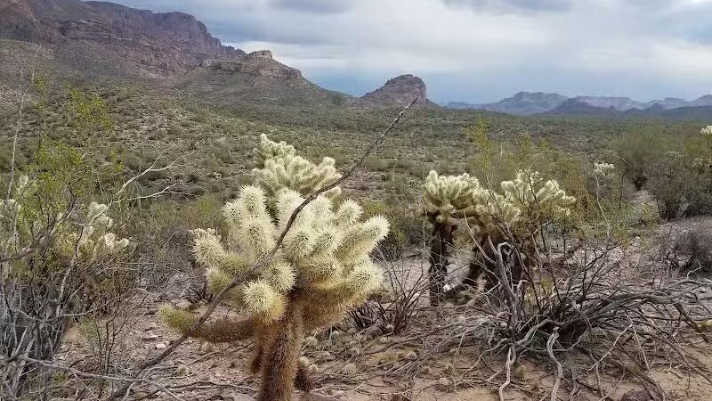 Lost Goldmine Trailhead and Cougar loop - Gold Canyon, AZ
