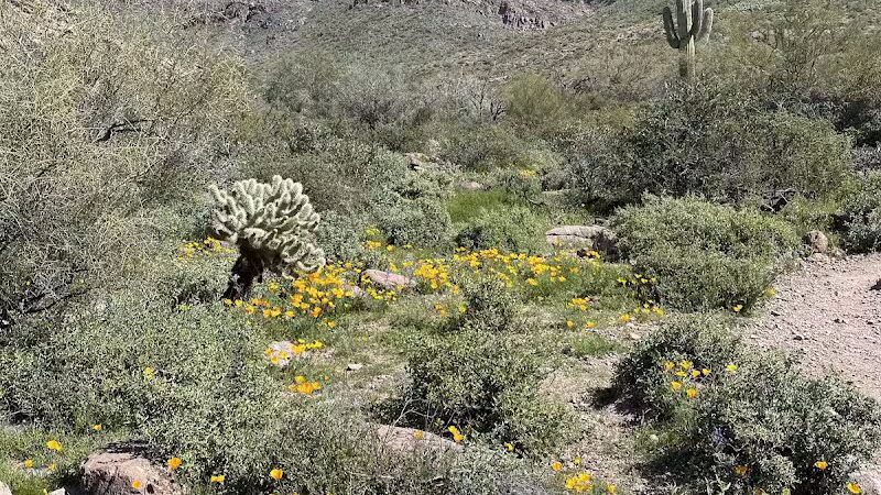 Lost Goldmine Trailhead and Cougar loop - Gold Canyon, AZ