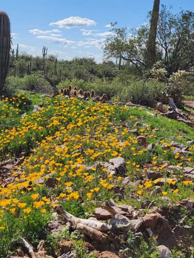 Peralta Regional Park - Gold Canyon, AZ