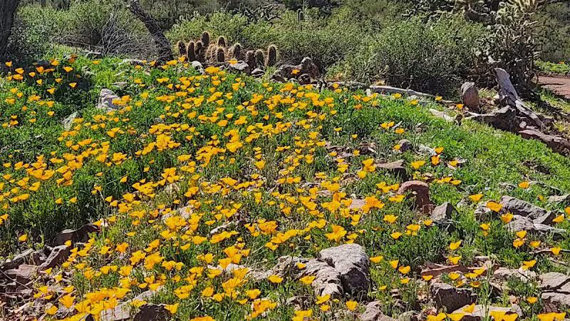 Peralta Regional Park - Gold Canyon, AZ