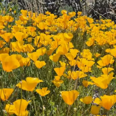 Peralta Regional Park - Gold Canyon, AZ