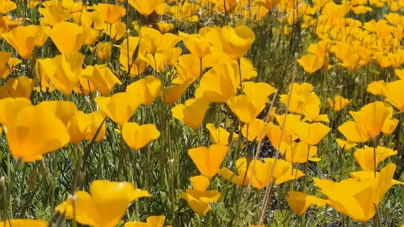 Peralta Regional Park - Gold Canyon, AZ