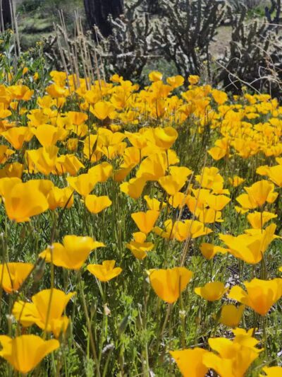 Peralta Regional Park - Gold Canyon, AZ