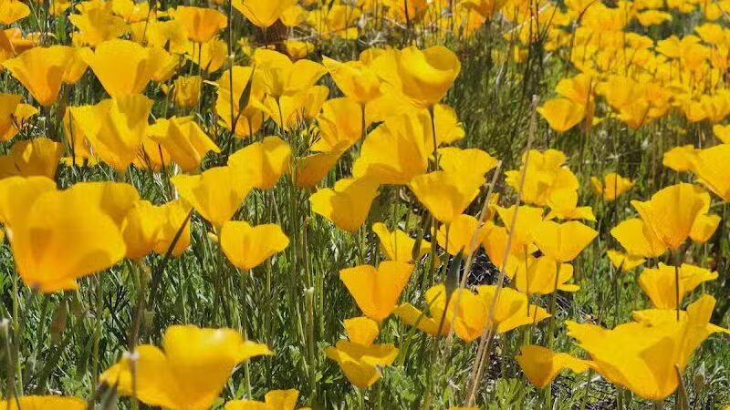 Peralta Regional Park - Gold Canyon, AZ