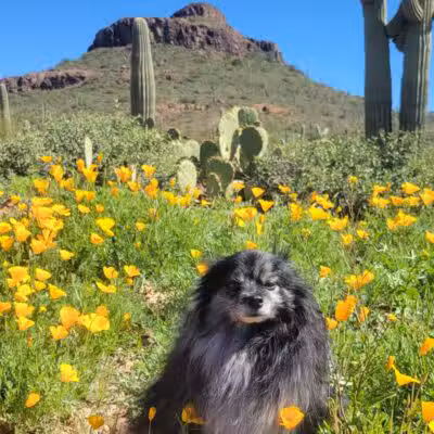 Peralta Regional Park - Gold Canyon, AZ