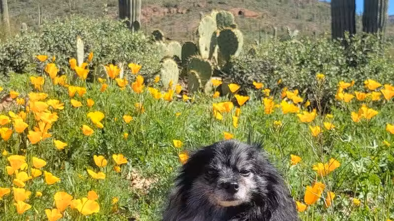 Peralta Regional Park - Gold Canyon, AZ