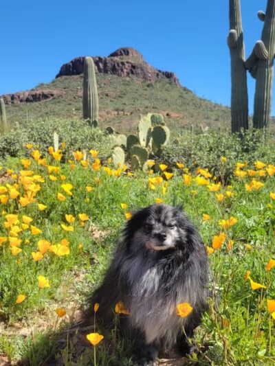 Peralta Regional Park - Gold Canyon, AZ