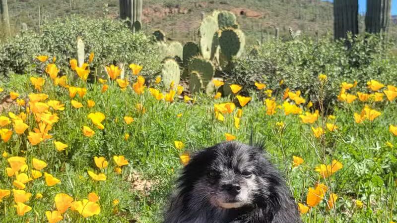 Peralta Regional Park - Gold Canyon, AZ