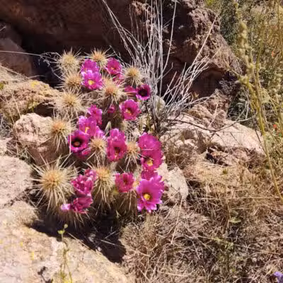 Peralta Trailhead - Gold Canyon, AZ