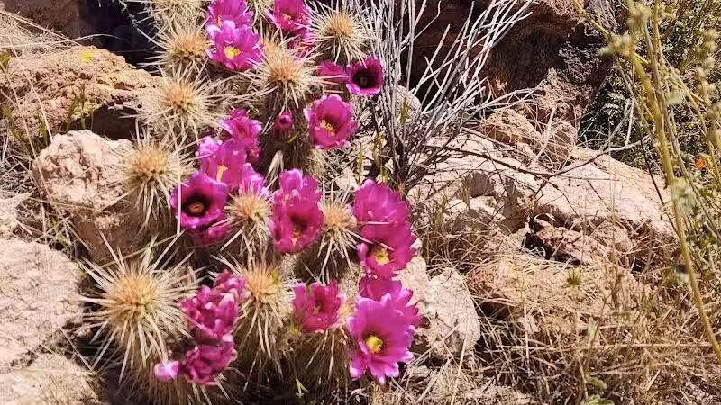 Peralta Trailhead - Gold Canyon, AZ