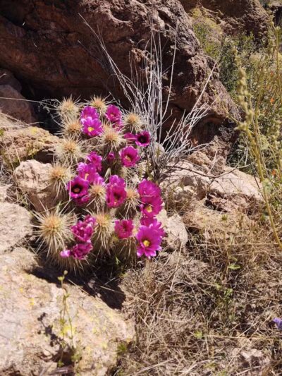 Peralta Trailhead - Gold Canyon, AZ