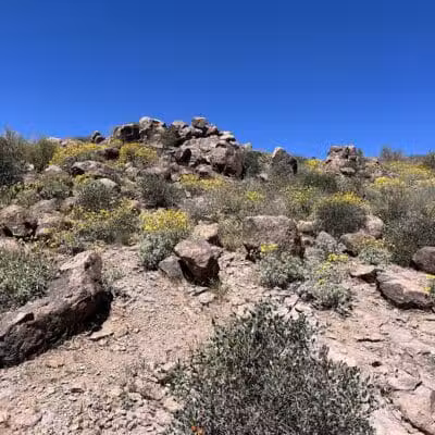 Petroglyph Spring - Gold Canyon, AZ