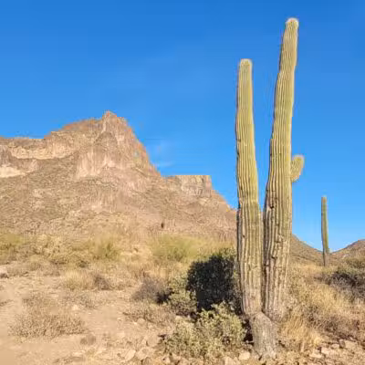 Petroglyph Spring - Gold Canyon, AZ