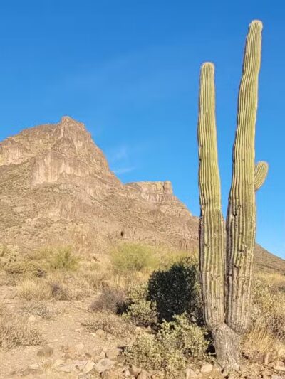 Petroglyph Spring - Gold Canyon, AZ