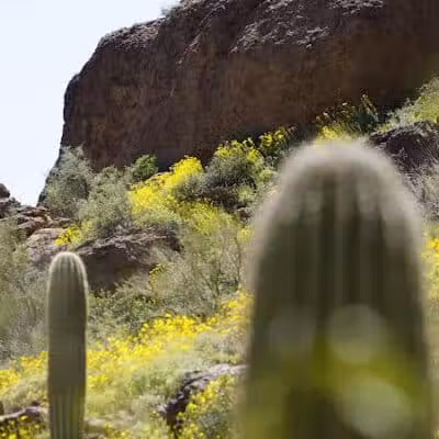 The Wave Cave - Gold Canyon, AZ