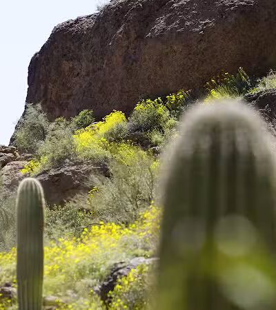 The Wave Cave - Gold Canyon, AZ