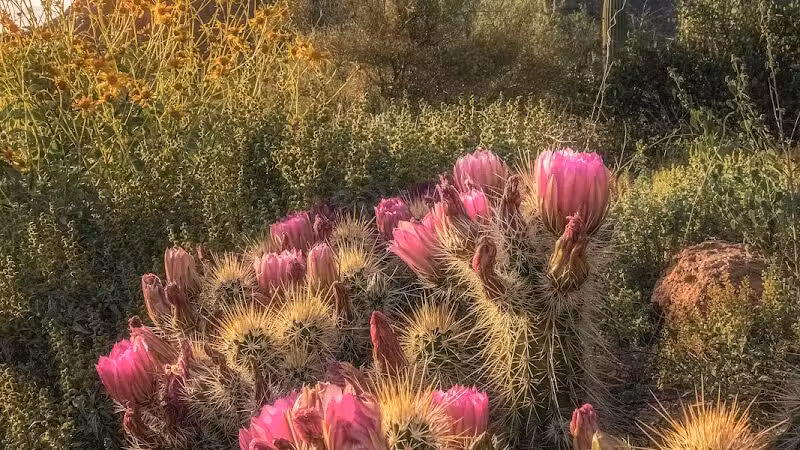 The Wave Cave - Gold Canyon, AZ