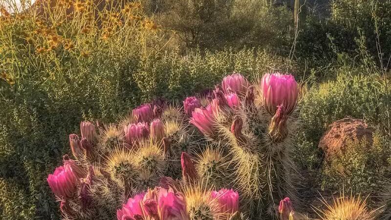 The Wave Cave - Gold Canyon, AZ
