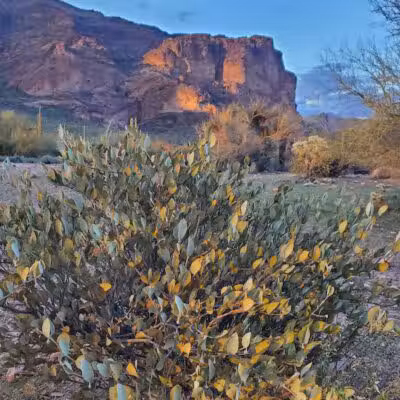 The Wave Cave - Gold Canyon, AZ