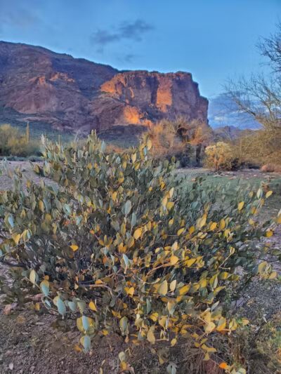 The Wave Cave - Gold Canyon, AZ