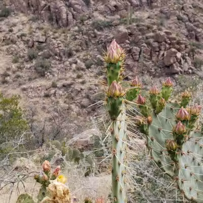 Carney Springs Trailhead - Gold Canyon, AZ