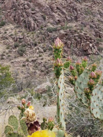 Carney Springs Trailhead - Gold Canyon, AZ