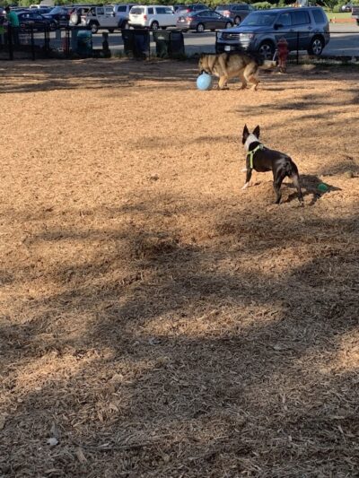 Granby Dog Park - Granby, CT