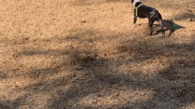 Granby Dog Park - Granby, CT