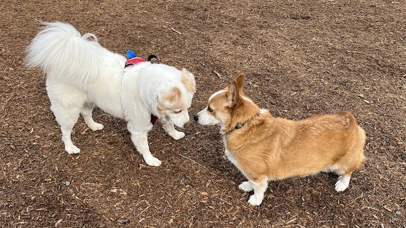 Granby Dog Park - Granby, CT
