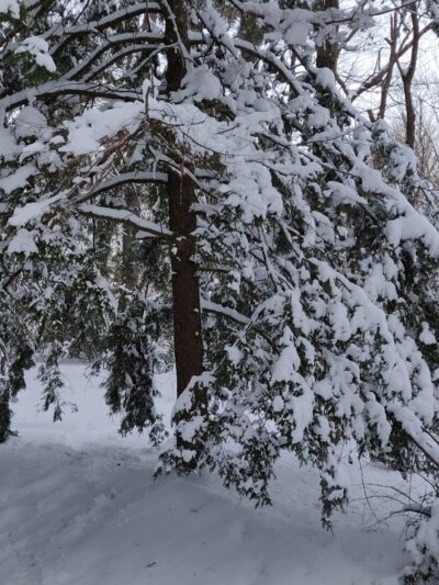 Granby Dog Park - Granby, CT