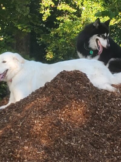 Granby Dog Park - Granby, CT