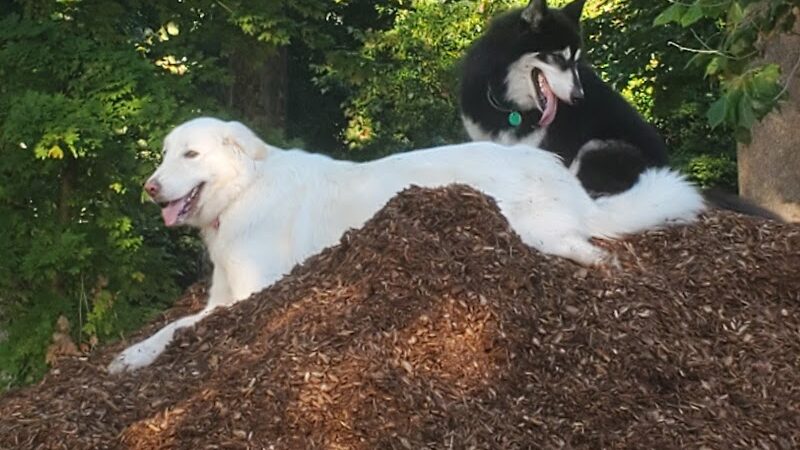 Granby Dog Park - Granby, CT