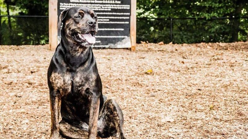 Granby Dog Park - Granby, CT