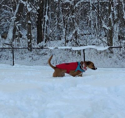 Granby Dog Park - Granby, CT