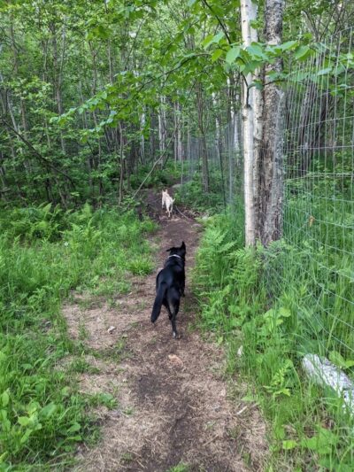 Grand Marais Dog Park by Go Dog North Shore - Grand Marais, MN