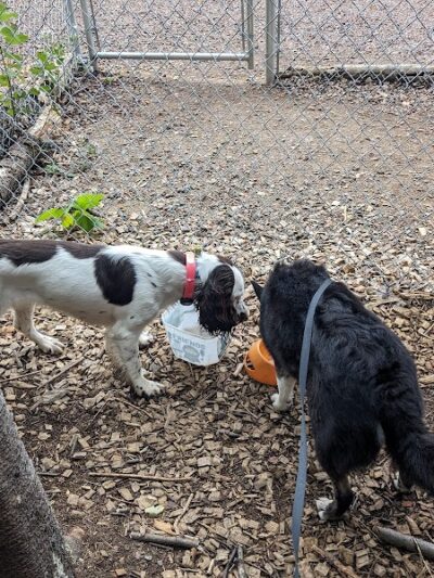 Grand Marais Dog Park by Go Dog North Shore - Grand Marais, MN